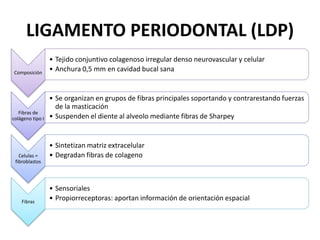 LIGAMENTO PERIODONTAL (LDP)
Composición
• Tejido conjuntivo colagenoso irregular denso neurovascular y celular
• Anchura 0,5 mm en cavidad bucal sana
Fibras de
colágeno tipo I
• Se organizan en grupos de fibras principales soportando y contrarestando fuerzas
de la masticación
• Suspenden el diente al alveolo mediante fibras de Sharpey
Celulas =
fibroblastos
• Sintetizan matriz extracelular
• Degradan fibras de colageno
Fibras
• Sensoriales
• Propiorreceptoras: aportan información de orientación espacial
 