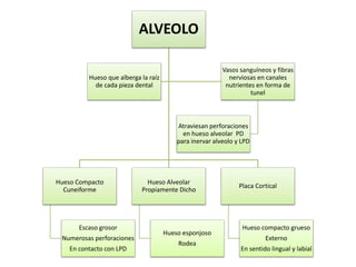ALVEOLO
Hueso Compacto
Cuneiforme
Escaso grosor
Numerosas perforaciones
En contacto con LPD
Hueso Alveolar
Propiamente Dicho
Hueso esponjoso
Rodea
Placa Cortical
Hueso compacto grueso
Externo
En sentido lingual y labial
Hueso que alberga la raíz
de cada pieza dental
Vasos sanguíneos y fibras
nerviosas en canales
nutrientes en forma de
tunel
Atraviesan perforaciones
en hueso alveolar PD
para inervar alveolo y LPD
 