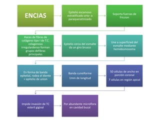 ENCIAS
Epitelio escamoso
estratificado orto- o
paraqueratinizado
Soporta fuerzas de
friccion
Haces de fibras de
colágeno tipo I de T.C.
colagenoso
irregulardenso forman
grupos defibras
principales
Epitelio cerca del esmalte
da un giro brusco
Une a superficied del
esmalte mediante
hemidesmosoma
En forma de banda
epitelial, rodea el diente
= epitelio de union
Banda cuneiforme
1mm de longitud
50 células de ancho en
porción coronal
7 células en región apical
Impide invasión de TC
esteril gigival
Por abundante microflora
en cavidad bucal
 