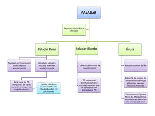 PALADAR
Paladar Duro
Tapizado por mucosa de
tejido adiposo
anteriormente
Glandulas salivales
mucosas menores
posteriormente
Cara nasal de PD
compuesta de tejido
conjuntivo colagenoso
irregular denso c
Epitelio cilíndrico
seudoestratificado
ciliado abundan cel
caliciformes
Paladar Blando
Cubierto de mucosa de
revestimiento
TC numerosas
glándulas salivales
mucosas menores que
se continúan con
glándulas de PD
Úvula
Porcion terminal del PB
Cubierta de mucosa de
revestimiento alverga
glándulas salivales
mucosas menores
Porcion central posee
fibras de Mesqueletico
interviene en elevación
durante la deglucion
Separa cavidad bucal
de nasal
 