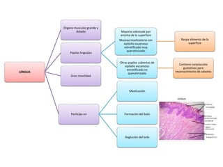 LENGUA
Órgano muscular grande y
dotado
Papilas linguales
Mayoria sobresale por
encima de la superficie
Mucosa masticatoria con
epitelio escamoso
estratificado muy
queratinizado
Raspa alimento de la
superficie
Otras papilas cubiertas de
epitelio escamoso
estratificado no
queratinizado
Contiene corpúsculos
gustativos para
reconocimiento de sabores
Gran movilidad
Participa en
Masticación
Formación del bolo
Deglución del bolo
 
