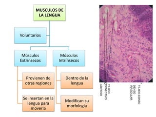 MUSCULOS DE
LA LENGUA
Músculos
Extrínsecos
Provienen de
otras regiones
Se insertan en la
lengua para
moverla
Músculos
Intrínsecos
Dentro de la
lengua
Modifican su
morfologia
Voluntarios
 