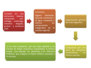 Consiste en una
estructura tubular,
compuesta por:
esófago, estómago,
intestino delgado,
grueso y conducto
anal.
Funciones.
Digiere alimentos,
absorbe nutrientes y
el agua, compacta y
elimina los
componentes
indigeribles de la
comida ingerida
Organización general
del tubo digestivo.
Compuesto por una
serie de cilíndricos
concéntricos, en
torno a una luz.
La luz esta recubierta por una capa epitelial y un
estrato de tejido conjuntivo subepitelial, la lamina
propia , que alberga las glándulas y los folículos
linfáticos, que integran el tejido linfático asociado a
la mucosa.
 