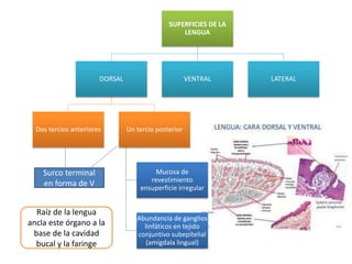 SUPERFICIES DE LA
LENGUA
DORSAL
Dos tercios anteriores Un tercio posterior
Mucosa de
revestimiento
ensuperficie irregular
Abundancia de ganglios
linfáticos en tejido
conjuntivo subepitelial
(amígdala lingual)
VENTRAL LATERAL
Surco terminal
en forma de V
Raíz de la lengua
ancla este órgano a la
base de la cavidad
bucal y la faringe
 