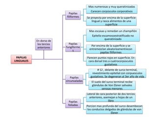 PAPILAS
LINGUALES
Papilas
filiformes
Mas numerosas y muy queratinizadas
Carecen corpúsculos corporativos
Se proyecta por encima de la superficie
lingual y rasca alimentos de una
superficie
Papilas
fungiforme
s
Mas escasas y remedan un champiñón
Epitelio escamosoestratificado no
queratinizado
Por encima de la superficie y se
entremezclan aleatoreamentrecon
papilas filiformes
Parecen puntos rojos en superficie. En
cara dorsal tres a cuatrocorpúsculos
gustativos
Papilas
circunvaladas
# 12 , delante de surco terminal,
revestimiento epitelial con corpuesculos
gustativos. Se degeneran al 3er año de vida
El suelo del surco terminal recibe
glándulas de Von Ebner salivales
serosas menores
Papilas
foliadas
Lateral de cara posterior de dos tercios
anteriores, asemejan a hojas de un
libro
Porcion mas profunda del surco desembocan
los conductos delgados de glándulas de von
Ebner
En dorso de
los tercios
anteriores
 