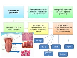 CORPUSCULOS
GUSTATIVOS
Conjunto intraepitelial
de células precedentes
de la cresta neural
Poro gustativo presenta
vellosidades (pelos
gustativos)
Formado por 60 a 80
células fusiformes
Se desprenden
continuamente y se
sustituyen por células
nuevas
Los cerca de 300
corpúsculos intervienen
en sensaciones
gustativas primarias
gracient
a deliciosa
amarga
dulce salada agria
 