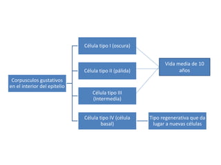 Corpusculos gustativos
en el interior del epitelio
Célula tipo I (oscura)
Célula tipo II (pálida)
Célula tipo III
(Intermedia)
Célula tipo IV (célula
basal)
Tipo regenerativa que da
lugar a nuevas células
Vida media de 10
años
 