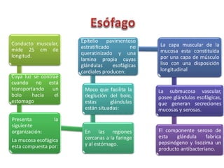 Conducto muscular,
mide 25 cm de
longitud.
Cuya luz se contrae
cuando no está
transportando un
bolo hacia el
estomago
Presenta la
siguiente
organización:
La mucosa esofágica
esta compuesta por:
En las regiones
cercanas a la faringe
y al estómago.
Moco que facilita la
deglución del bolo,
estas glándulas
están situadas:
Epitelio pavimentoso
estratificado no
queratinizado y una
lamina propia cuyas
glándulas esofágicas
cardiales producen:
La capa muscular de la
mucosa esta constituida
por una capa de músculo
liso con una disposición
longitudinal
La submucosa vascular,
posee glándulas esofágicas,
que generan secreciones
mucosas y serosas.
El componente seroso de
esta glándula fabrica
pepsinógeno y lisozima un
producto antibacteriano.
 