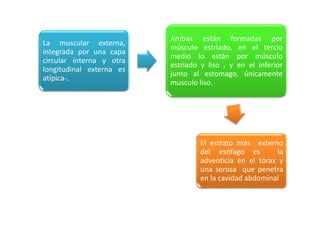 La muscular externa,
integrada por una capa
circular interna y otra
longitudinal externa es
atípica-.
Ambas están formadas por
músculo estriado, en el tercio
medio lo están por músculo
estriado y liso , y en el inferior
junto al estomago, únicamente
musculo liso.
El estrato más externo
del esófago es la
adventicia en el tórax y
una serosa que penetra
en la cavidad abdominal
 