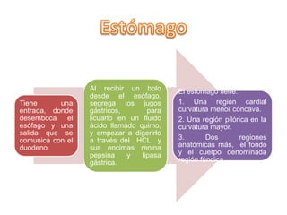 Tiene una
entrada, donde
desemboca el
esófago y una
salida que se
comunica con el
duodeno.
Al recibir un bolo
desde el esófago,
segrega los jugos
gástricos, para
licuarlo en un fluido
ácido llamado quimo,
y empezar a digerirlo
a través del HCL y
sus encimas renina
pepsina y lipasa
gástrica.
El estomago tiene:
1. Una región cardial
curvatura menor cóncava.
2. Una región pilórica en la
curvatura mayor.
3. Dos regiones
anatómicas más, el fondo
y el cuerpo denominada
región fúndica.
 