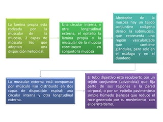 La lamina propia esta
rodeada por la
muscular de la
mucosa, 2 capas de
músculo liso que
adoptan una
disposición helicoidal:
Una circular interna, y
otra longitudinal
externa, el epitelio la
lamina propia y la
muscular de la mucosa
constituyen en
conjunto la mucosa
Alrededor de la
mucosa hay un tejido
conjuntivo colágeno
denso, la submucosa,
que representa una
región vascularizada
que contiene
glándulas, pero solo en
el esófago y en el
duodeno
La muscular externa está compuesta
por músculo liso distribuido en dos
capas de disposición espiral: una
circular interna y otra longitudinal
externa.
El tubo digestivo está recubierto por un
tejido conjuntivo (adventicia) que fija
parte de sus reglones a la pared
corporal, o por un epitelio pavimentoso
simple húmedo (serosa) que reduce el
roce generado por su movimiento con
el peristaltismo.
 