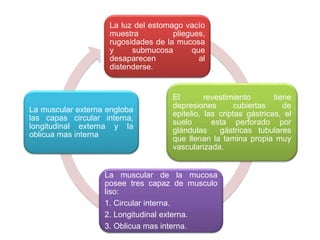 La luz del estomago vacío
muestra pliegues,
rugosidades de la mucosa
y submucosa que
desaparecen al
distenderse.
El revestimiento tiene
depresiones cubiertas de
epitelio, las criptas gástricas, el
suelo esta perforado por
glándulas gástricas tubulares
que llenan la lamina propia muy
vascularizada.
La muscular de la mucosa
posee tres capaz de musculo
liso:
1. Circular interna.
2. Longitudinal externa.
3. Oblicua mas interna.
La muscular externa engloba
las capas circular interna,
longitudinal externa y la
oblicua mas interna
 