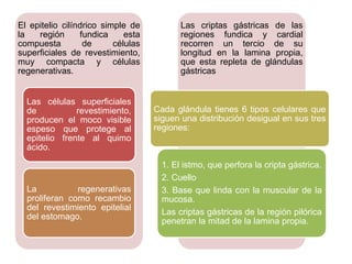 El epitelio cilíndrico simple de
la región fundica esta
compuesta de células
superficiales de revestimiento,
muy compacta y células
regenerativas.
Las células superficiales
de revestimiento,
producen el moco visible
espeso que protege al
epitelio frente al quimo
ácido.
La regenerativas
proliferan como recambio
del revestimiento epitelial
del estomago.
Las criptas gástricas de las
regiones fundica y cardial
recorren un tercio de su
longitud en la lamina propia,
que esta repleta de glándulas
gástricas
Cada glándula tienes 6 tipos celulares que
siguen una distribución desigual en sus tres
regiones:
1. El istmo, que perfora la cripta gástrica.
2. Cuello
3. Base que linda con la muscular de la
mucosa.
Las criptas gástricas de la región pilórica
penetran la mitad de la lamina propia.
 