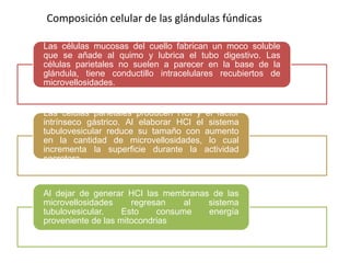 Composición celular de las glándulas fúndicas
Las células mucosas del cuello fabrican un moco soluble
que se añade al quimo y lubrica el tubo digestivo. Las
células parietales no suelen a parecer en la base de la
glándula, tiene conductillo intracelulares recubiertos de
microvellosidades.
Las células parietales producen HCl y el factor
intrínseco gástrico. Al elaborar HCl el sistema
tubulovesicular reduce su tamaño con aumento
en la cantidad de microvellosidades, lo cual
incrementa la superficie durante la actividad
secretora.
Al dejar de generar HCl las membranas de las
microvellosidades regresan al sistema
tubulovesicular. Esto consume energía
proveniente de las mitocondrias
 