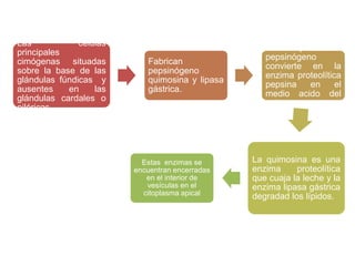 Las células
principales
cimógenas situadas
sobre la base de las
glándulas fúndicas y
ausentes en las
glándulas cardales o
pilóricas.
Fabrican
pepsinógeno
quimosina y lipasa
gástrica.
La proenzima
pepsinógeno
convierte en la
enzima proteolítica
pepsina en el
medio acido del
estomago.
La quimosina es una
enzima proteolítica
que cuaja la leche y la
enzima lipasa gástrica
degradad los lípidos.
Estas enzimas se
encuentran encerradas
en el interior de
vesículas en el
citoplasma apical
 
