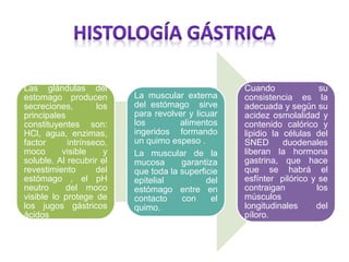 Las glándulas del
estomago producen
secreciones, los
principales
constituyentes son:
HCl, agua, enzimas,
factor intrínseco,
moco visible y
soluble. Al recubrir el
revestimiento del
estómago , el pH
neutro del moco
visible lo protege de
los jugos gástricos
ácidos
La muscular externa
del estómago sirve
para revolver y licuar
los alimentos
ingeridos formando
un quimo espeso .
La muscular de la
mucosa garantiza
que toda la superficie
epitelial del
estómago entre en
contacto con el
quimo.
Cuando su
consistencia es la
adecuada y según su
acidez osmolalidad y
contenido calórico y
lipidio la células del
SNED duodenales
liberan la hormona
gastrina, que hace
que se habrá el
esfínter pilórico y se
contraigan los
músculos
longitudinales del
píloro.
 