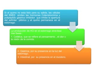 Si el quimo no esta listo para su salida, las células
del SNED emiten las hormonas Colecistocinina y
polipéptido gástrico inhibidor que inhibe la apertura
del esfínter ´pilórico y el quimo permanece en el
estómago.
La producción de HCl en el estomago atraviesa
tres fases :
1. Cefálica, que se refiere al pensamiento , el olor o
la visión de la comida.
2. Gástrica, por su presencia en la luz del
estómago.
3. Intestinal, por su presencia en el duodeno.
 