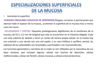• Aumentan la superficie
-PLIEGUES CIRCULARES (VALVULAS DE KERCKRING):Pliegues circulares o permanentes que
abarcan todo el espesor de la mucosa,, aumentan la superficie de la mucosa mas o menos
unas tres veces.
-VELLOSIDADES Y CRIPTAS: Pequeñas prolongaciones digitiformes de la membrana de la
mucosa, de 0,5 a 1,5 mm de longitud que solo se encuentran en el intestino delgado. Cada
una esta cubierta de epitelio y tiene un núcleo de lamina propia celular. En el núcleo hay
una arteriola y una vénula con una red capilar y un vaso linfático o quilífero central; los
capilares de las vellosidades son funestados y permeables a las macromoléculas.
Las funciones generadora y secretora de la cripta se ven reflejadas por la naturaleza de sus
tipos celulares que incluyen algunas células con función de absorción, células
indiferenciadas, células de Paneth, células mucosas y células enteroendocrinas.
 