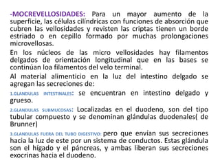 -MOCREVELLOSIDADES: Para un mayor aumento de la
superficie, las células cilíndricas con funciones de absorción que
cubren las vellosidades y revisten las criptas tienen un borde
estriado o en cepillo formado por muchas prolongaciones
microvellosas.
En los núcleos de las micro vellosidades hay filamentos
delgados de orientación longitudinal que en las bases se
continúan loa filamentos del velo terminal.
Al material alimenticio en la luz del intestino delgado se
agregan las secreciones de:
1.GLANDULAS INTESTINALES: se encuentran en intestino delgado y
grueso.
2.GLANDULAS SUBMUCOSAS: Localizadas en el duodeno, son del tipo
tubular compuesto y se denominan glándulas duodenales( de
Brunner)
3.GLANDULAS FUERA DEL TUBO DIGESTIVO: pero que envían sus secreciones
hacia la luz de este por un sistema de conductos. Estas glándula
son el hígado y el páncreas, y ambas liberan sus secreciones
exocrinas hacia el duodeno.
 