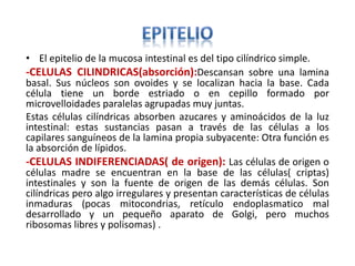 • El epitelio de la mucosa intestinal es del tipo cilíndrico simple.
-CELULAS CILINDRICAS(absorción):Descansan sobre una lamina
basal. Sus núcleos son ovoides y se localizan hacia la base. Cada
célula tiene un borde estriado o en cepillo formado por
microvelloidades paralelas agrupadas muy juntas.
Estas células cilíndricas absorben azucares y aminoácidos de la luz
intestinal: estas sustancias pasan a través de las células a los
capilares sanguíneos de la lamina propia subyacente: Otra función es
la absorción de lípidos.
-CELULAS INDIFERENCIADAS( de origen): Las células de origen o
células madre se encuentran en la base de las células( criptas)
intestinales y son la fuente de origen de las demás células. Son
cilíndricas pero algo irregulares y presentan características de células
inmaduras (pocas mitocondrias, retículo endoplasmatico mal
desarrollado y un pequeño aparato de Golgi, pero muchos
ribosomas libres y polisomas) .
 