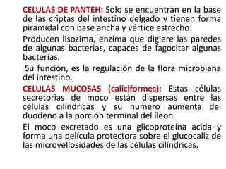 CELULAS DE PANTEH: Solo se encuentran en la base
de las criptas del intestino delgado y tienen forma
piramidal con base ancha y vértice estrecho.
Producen lisozima, enzima que digiere las paredes
de algunas bacterias, capaces de fagocitar algunas
bacterias.
Su función, es la regulación de la flora microbiana
del intestino.
CELULAS MUCOSAS (caliciformes): Estas células
secretorias de moco están dispersas entre las
células cilíndricas y su numero aumenta del
duodeno a la porción terminal del íleon.
El moco excretado es una glicoproteína acida y
forma una película protectora sobre el glucocaliz de
las microvellosidades de las células cilíndricas.
 