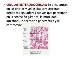• CELULAS ENTERODOCRINAS: Se encuentran
en las criptas y vellosidades y secretan
péptidos reguladores activos que participan
en la secreción gástrica, la motilidad
intestinal, la secreción pancreática y la
contracción de la vesícula biliar.
 