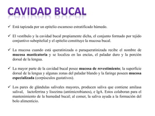  Está tapizada por un epitelio escamoso estratificado húmedo.
 El vestíbulo y la cavidad bucal propiamente dicha, el conjunto formado por tejido
conjuntivo subepitelial y el epitelio constituye la mucosa bucal.
 La mucosa cuando está queratinizada o paraqueratinizada recibe el nombre de
mucosa masticatoria y se localiza en las encías, el paladar duro y la porción
dorsal de la lengua.
 La mayor parte de la cavidad bucal posee mucosa de revestimiento; la superficie
dorsal de la lengua y algunas zonas del paladar blando y la faringe poseen mucosa
especializada (corpúsculos gustativos).
 Los pares de glándulas salivales mayores, producen saliva que contiene amilasa
salival, lactoferrina y lisozima (antimicrobianos), e IgA. Estos colaboran para el
mantenimiento de la humedad bucal; al comer, la saliva ayuda a la formación del
bolo alimenticio.
 