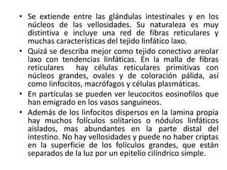 • Se extiende entre las glándulas intestinales y en los
núcleos de las vellosidades. Su naturaleza es muy
distintiva e incluye una red de fibras reticulares y
muchas características del tejido linfático laxo.
• Quizá se describa mejor como tejido conectivo areolar
laxo con tendencias linfáticas. En la malla de fibras
reticulares hay células reticulares primitivas con
núcleos grandes, ovales y de coloración pálida, así
como linfocitos, macrófagos y células plasmáticas.
• En partículas se pueden ver leucocitos eosinofilos que
han emigrado en los vasos sanguíneos.
• Además de los linfocitos dispersos en la lamina propia
hay muchos folículos solitarios o nódulos linfáticos
aislados, mas abundantes en la parte distal del
intestino. No hay vellosidades y puede no haber criptas
en la superficie de los folículos grandes, que están
separados de la luz por un epitelio cilíndrico simple.
 
