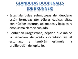 • Estas glándulas submucosas del duodeno
están formadas por células cubicas altas,
con núcleos oscuros, aplanados y basales, y
citoplasma claro vacuolado.
• Contienen urogastrona, péptido que inhibe
la secreción de acido clorhídrico en el
estomago y también estimula la
proliferación del epitelio.
 