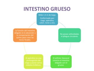 Mide 1.5 m de largo.
Conformado por:
ciego, apéndice,
colon, recto y ano.
No posee vellosidades
ni pliegue circulares.
El esfínter ileocecal
conecta el intestino
delgado con el
grueso.
El apéndice es una
prolongación del
ciego y posee varios
nódulos linfáticos.
La función del intestino
delgado es la absorción y
la compactación del
quimo para crear las
heces fecales.
 