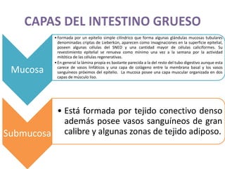 Mucosa
•Formada por un epitelio simple cilíndrico que forma algunas glándulas mucosas tubulares
denominadas criptas de Lieberkün, aparecen como invaginaciones en la superficie epitelial,
poseen algunas células del SNED y una cantidad mayor de células caliciformes. Su
revestimiento epitelial se renueva como mínimo una vez a la semana por la actividad
mitótica de las células regenerativas.
•En general la lámina propia es bastante parecida a la del resto del tubo digestivo aunque esta
carece de vasos linfáticos y una capa de colágeno entre la membrana basal y los vasos
sanguíneos próximos del epitelio. La mucosa posee una capa muscular organizada en dos
capas de músculo liso.
Submucosa
• Está formada por tejido conectivo denso
además posee vasos sanguíneos de gran
calibre y algunas zonas de tejido adiposo.
 