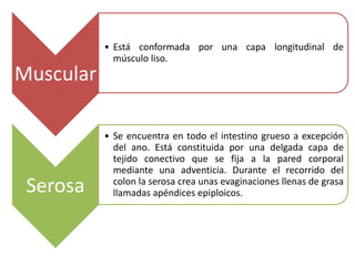 Muscular
• Está conformada por una capa longitudinal de
músculo liso.
Serosa
• Se encuentra en todo el intestino grueso a excepción
del ano. Está constituida por una delgada capa de
tejido conectivo que se fija a la pared corporal
mediante una adventicia. Durante el recorrido del
colon la serosa crea unas evaginaciones llenas de grasa
llamadas apéndices epiploicos.
 