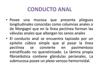 • Posee una mucosa que presenta pliegues
longitudinales conocidas como columnas anales o
de Morgagni que en la línea pectínea forman las
válvulas anales que albergan los senos anales
• El conducto anal se encuentra tapizado por un
epitelio cúbico simple que al pasar la línea
pectínea se convierte en pavimentoso
estratificado no queratinizado. La lámina propia
fibroelástica contiene glándulas perianales. La
submucosa posee un plexo venoso hemorroidal.
 