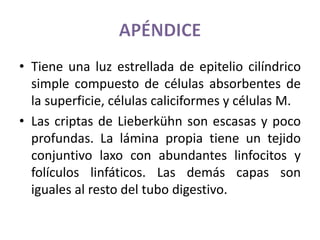 • Tiene una luz estrellada de epitelio cilíndrico
simple compuesto de células absorbentes de
la superficie, células caliciformes y células M.
• Las criptas de Lieberkühn son escasas y poco
profundas. La lámina propia tiene un tejido
conjuntivo laxo con abundantes linfocitos y
folículos linfáticos. Las demás capas son
iguales al resto del tubo digestivo.
 