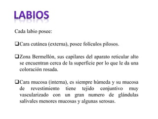 Cada labio posee:
Cara cutánea (externa), posee folículos pilosos.
Zona Bermellón, sus capilares del aparato reticular alto
se encuentran cerca de la superficie por lo que le da una
coloración rosada.
Cara mucosa (interna), es siempre húmeda y su mucosa
de revestimiento tiene tejido conjuntivo muy
vascularizado con un gran numero de glándulas
salivales menores mucosas y algunas serosas.
 