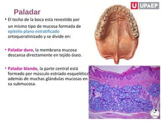 Paladar
• El techo de la boca esta revestido por
un mismo tipo de mucosa formada de
epitelio plano estratificado
ortoqueratinizado y se divide en:
• Paladar duro, la membrana mucosa
descansa directamente en tejido óseo.
• Paladar blando, la parte central está
formado por músculo estriado esquelético,
además de muchas glándulas mucosas en
su submucosa.
 