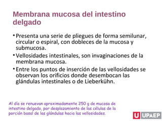 Membrana mucosa del intestino
delgado
•Presenta una serie de pliegues de forma semilunar,
circular o espiral, con dobleces de la mucosa y
submucosa.
•Vellosidades intestinales, son invaginaciones de la
membrana mucosa.
•Entre los puntos de inserción de las vellosidades se
observan los orificios donde desembocan las
glándulas intestinales o de Lieberkühn.
Al día se renuevan aproximadamente 250 g de mucosa de
intestino delgado, por desplazamiento de las células de la
porción basal de las glándulas hacia las vellosidades.
 