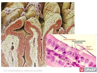 C.D. CONSTANZA M. SÁNCHEZ GUERRA
 