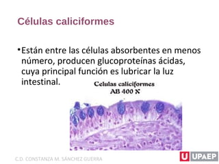 Células caliciformes
•Están entre las células absorbentes en menos
número, producen glucoproteínas ácidas,
cuya principal función es lubricar la luz
intestinal.
C.D. CONSTANZA M. SÁNCHEZ GUERRA
 