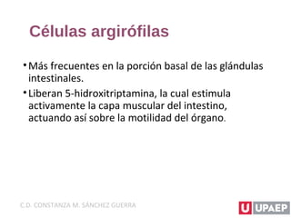 Células argirófilas
•Más frecuentes en la porción basal de las glándulas
intestinales.
•Liberan 5-hidroxitriptamina, la cual estimula
activamente la capa muscular del intestino,
actuando así sobre la motilidad del órgano.
C.D. CONSTANZA M. SÁNCHEZ GUERRA
 