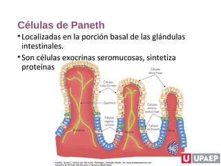 Células de Paneth
•Localizadas en la porción basal de las glándulas
intestinales.
•Son células exocrinas seromucosas, sintetiza
proteínas
 
