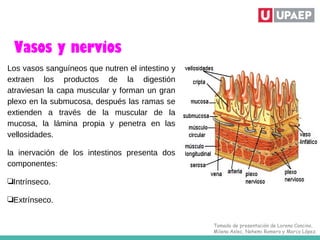 Vasos y nervios
Los vasos sanguíneos que nutren el intestino y
extraen los productos de la digestión
atraviesan la capa muscular y forman un gran
plexo en la submucosa, después las ramas se
extienden a través de la muscular de la
mucosa, la lámina propia y penetra en las
vellosidades.
la inervación de los intestinos presenta dos
componentes:
❏Intrínseco.
❏Extrínseco.
Tomado de presentación de Lorena Cancino,
Milena Aslec, Nohemi Romero y Marco López.
 