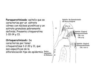 Paraqueratinizado: epitelio que se
caracteriza por un estrato
córneo con núcleos picnóticos y un
estrato granuloso pobremente
definido. Presenta citoqueratina
1-10-14 y 13.
Ortoqueratinizado: Se
caracteriza por tener
citoqueratinas 1-2-10 y 11, que
son específicas de la
diferenciación tipo de epidermis.
 