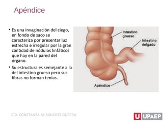 Apéndice
• Es una invaginación del ciego,
en fondo de saco se
caracteriza por presentar luz
estrecha e irregular por la gran
cantidad de nódulos linfáticos
que hay en la pared del
órgano.
• Su estructura es semejante a la
del intestino grueso pero sus
fibras no forman tenias.
C.D. CONSTANZA M. SÁNCHEZ GUERRA
 