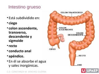Intestino grueso
•Está subdividido en:
•ciego
•colon ascendente,
transverso,
descendente y
sigmoide
•recto
•conducto anal
•apéndice.
•En él se absorbe el agua
y sales inorgánicas.
C.D. CONSTANZA M. SÁNCHEZ GUERRA
 