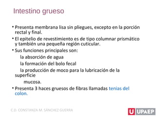 Intestino grueso
• Presenta membrana lisa sin pliegues, excepto en la porción
rectal y final.
• El epitelio de revestimiento es de tipo columnar prismático
y también una pequeña región cuticular.
• Sus funciones principales son:
la absorción de agua
la formación del bolo fecal
la producción de moco para la lubricación de la
superficie
mucosa.
• Presenta 3 haces gruesos de fibras llamadas tenias del
colon.
C.D. CONSTANZA M. SÁNCHEZ GUERRA
 