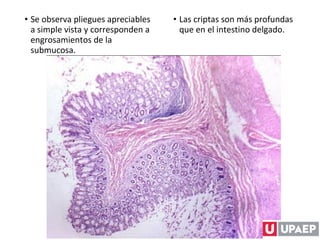 • Se observa pliegues apreciables
a simple vista y corresponden a
engrosamientos de la
submucosa.
• Las criptas son más profundas
que en el intestino delgado.
 