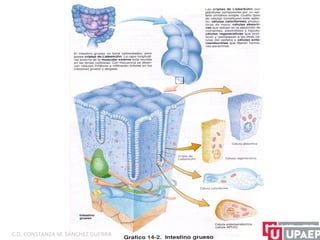 C.D. CONSTANZA M. SÁNCHEZ GUERRA
 