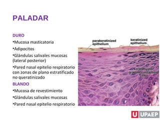 PALADAR
DURO
•Mucosa masticatoria
•Adipocitos
•Glándulas salivales mucosas
(lateral posterior)
•Pared nasal epitelio respiratorio
con zonas de plano estratificado
no queratinizado
BLANDO
•Mucosa de revestimiento
•Glándulas salivales mucosas
•Pared nasal epitelio respiratorio
 