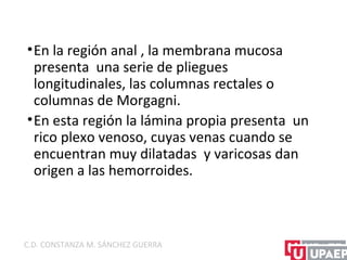 •En la región anal , la membrana mucosa
presenta una serie de pliegues
longitudinales, las columnas rectales o
columnas de Morgagni.
•En esta región la lámina propia presenta un
rico plexo venoso, cuyas venas cuando se
encuentran muy dilatadas y varicosas dan
origen a las hemorroides.
C.D. CONSTANZA M. SÁNCHEZ GUERRA
 